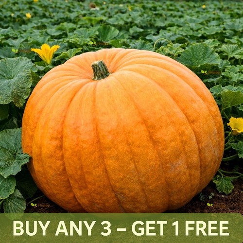 Pumpkin seeds pacific giant - pumpkin,