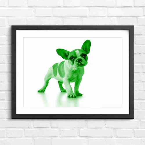 Adorable french bulldog - bulldog, puppy