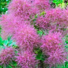 Cotinus Coggygria Smokey Joe Smoke Bush - Plants Outdoor Garden Ready Shrubs