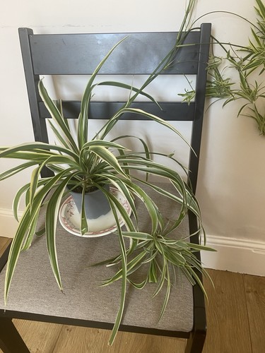 Spider plant small pot - small,