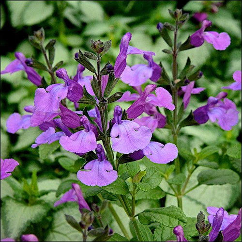 Salvia cool violet hardy - cool,