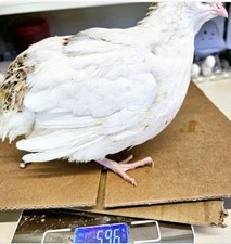 **PRE ORDER ** SUPER JUMBO