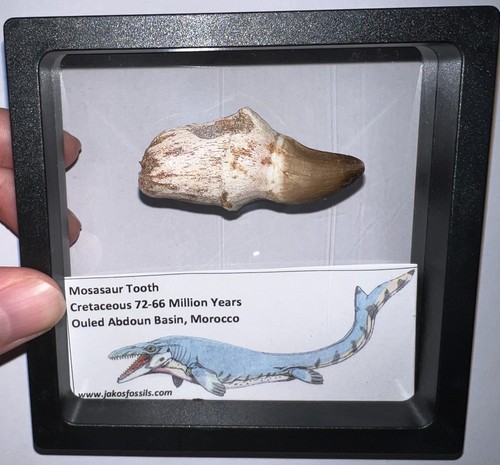 Framed large mosasaur fossil - framed,
