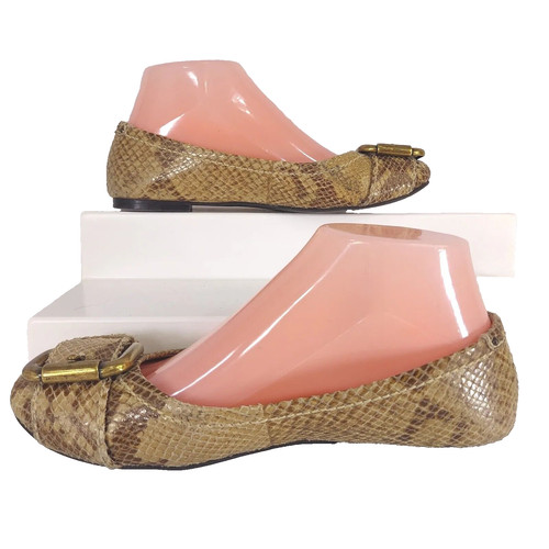 Fossil snake skin snakeskin - fossil,