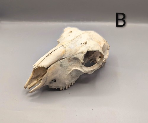 Sheep skull bones - sheep, animal