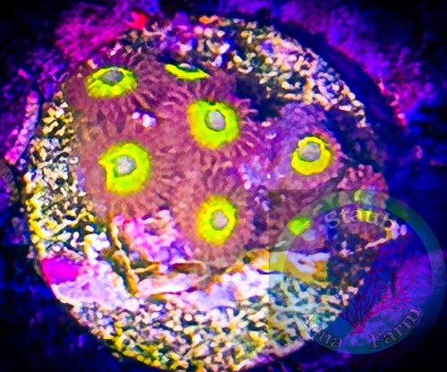 Saf blue eyed zoanthid coral - saf~blue,