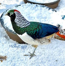 PRE-SALE 6 Lady Amherst