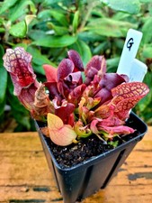 Sarracenia Purpurea Dark
