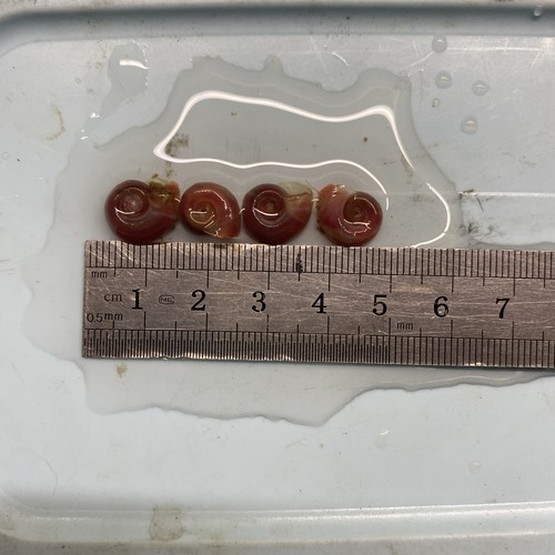 Ramshorn snails fish - ramshorn,