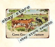 1950s cows gracing in pasture