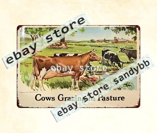 1950s cows gracing - , in