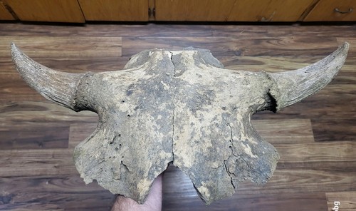 Bison skull cap real historic - bison,