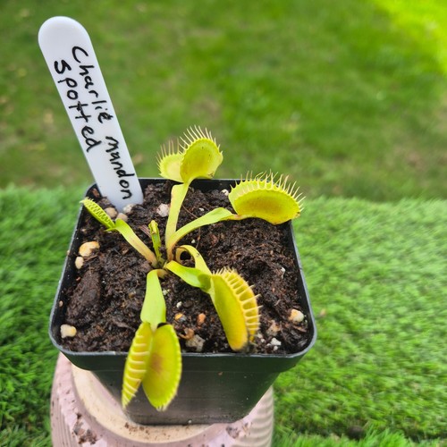 Venus fly trap charlie - fly, --