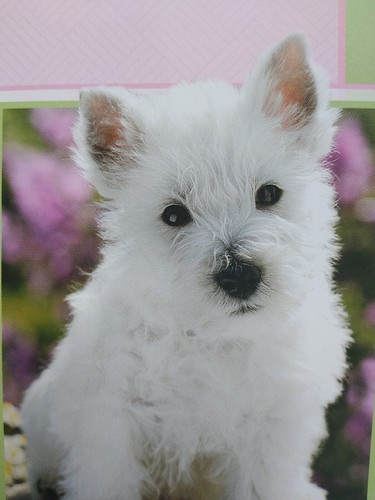 Westie get well soon card - well,