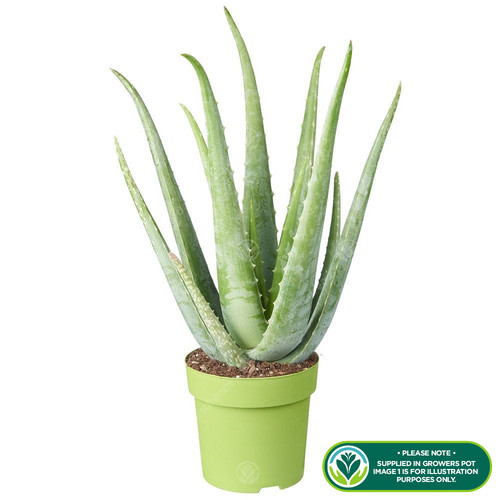 Medicinal aloe vera indoor - aloe,