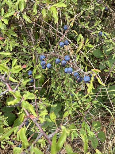 500 freshly picked sloe - 500,