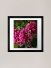 Heirloom Roses in Pink Framed