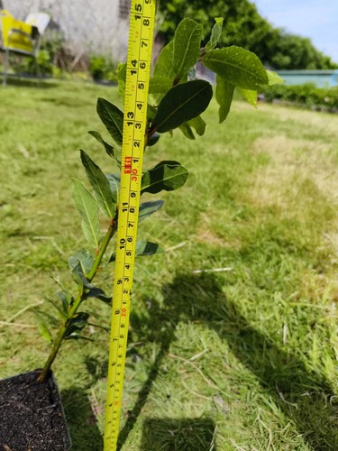 40cm tall organic - 1x,