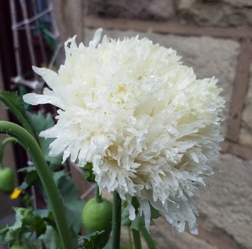 White swan poppy peony pom - poppy,