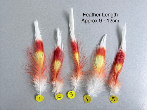 Parrot macaw feather - macaw,