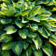 Hosta June Plantain Lily -