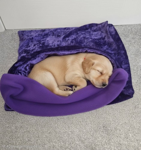 Snuggle pouch for small - for,