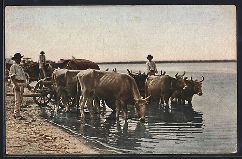 Buffalo harnesses river - buffalo,