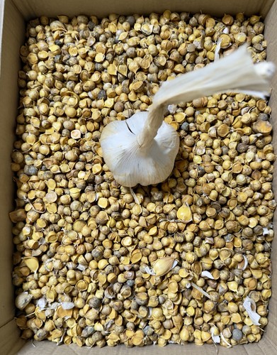 Elephant garlic corms - 10, xl