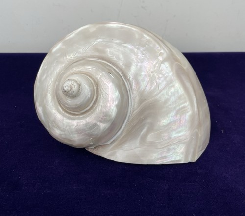 Large turbo marmoratus shell - large,