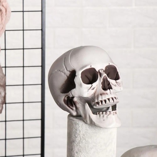 Realistic plastic skull head - plastic,
