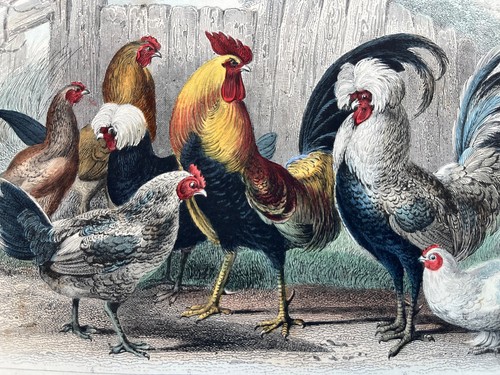 Antique hand coloured