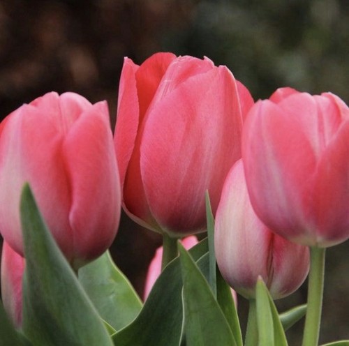 10x van eijk tulip - van,
