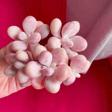 🇬🇧UK Pink Succulents Live Plant 4-5 Years Big Very Rare Graptopetalum amethyst