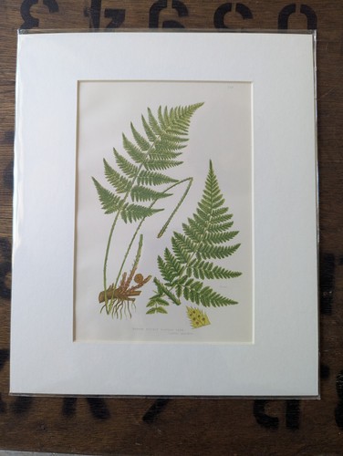 Antique 1870s anne pratt - anne, fern