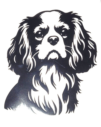 Cavalier king charles - cavalier,
