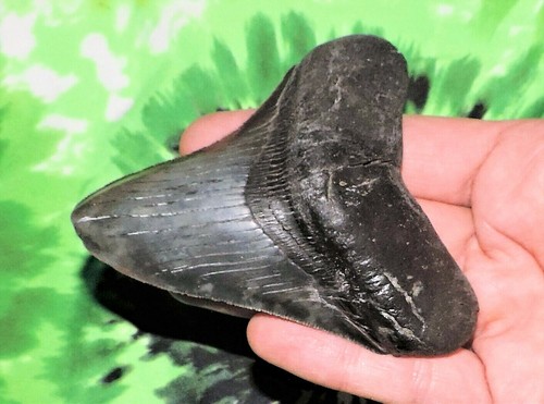 Inch real megalodon shark - 3,