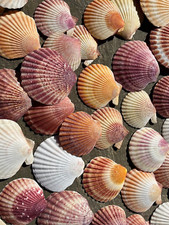 Flat colourful natural scallop