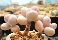 10x Pachyphytum Sweet Dumpling