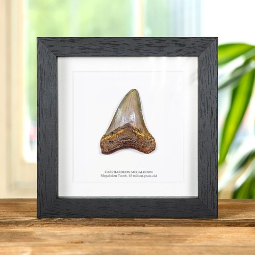 Inch megalodon shark tooth - 3,