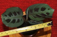MARANTA Beautiful indoor plant conservatory plant FULLY ESTABLISHED. In 9 cm pot