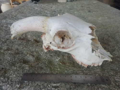 Real sheep skull - skull, with