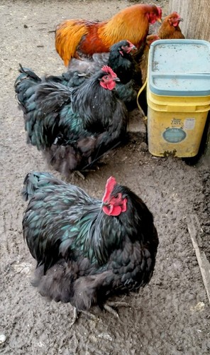 Barnyard mix orpington brahma - barnyard,