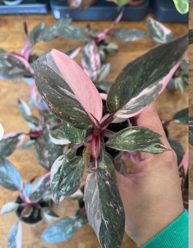 Philodendron pink princess - pink,