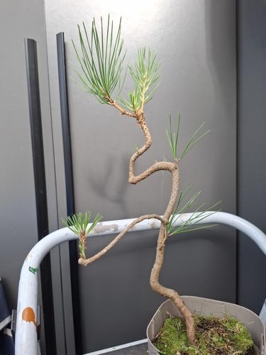 Japanese black pine bonsai - black,