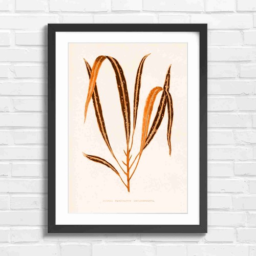 Botanical croton leaves - botanical,