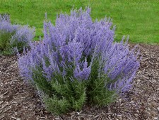 Russian Sage Live 1 Gallon