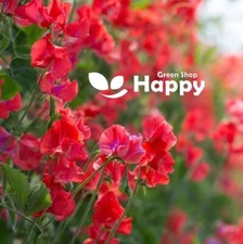 SWEET PEA - PHILIP MILLER RED