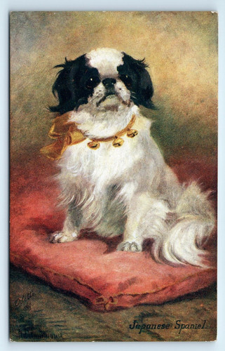 Postcard japanese spaniel dog - postcard,