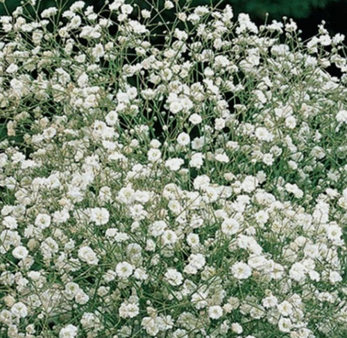 Gypsophila paniculata white - gypsophila,