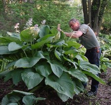 hosta EMPRESS WU large huge